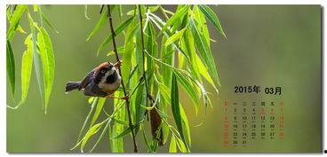 好鸟日视频在线观看,在线观看，感受自然之美